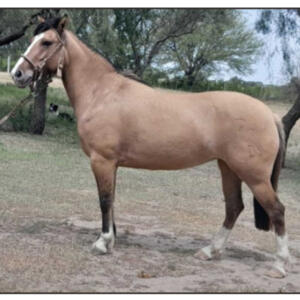 Lote 2 - Sirigote Guadaña