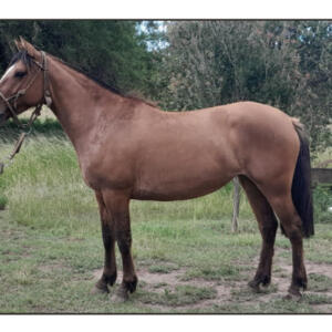 Lote 3 - Sirigote La Sospechosa