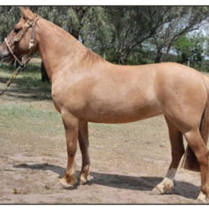 Lote 4 - Bozalejo Gallareta