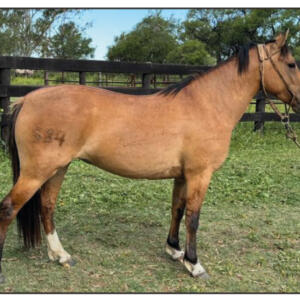 Lote 6 - Fortín Frontera Caribeña