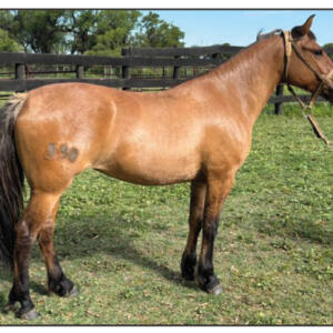 Lote 7 - Fortín Frontera Artillera