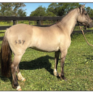 Lote 8 - Fortín Frontera Carancha