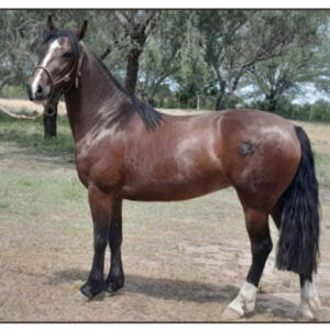 Lote 9 - Sirigote La Chusma