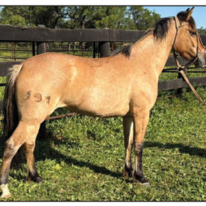 Lote 10 - Fortín Frontera Impulsiva