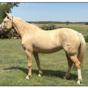 Lote 11 - Fortín Frontera Mezquina