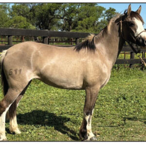 Lote 13 - Fortín Frontera La Peruana