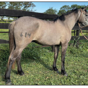 Lote 15 - Fortín Frontera Chinchilla