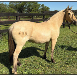 Lote 17 - Fortín Frontera Agua Salvaje