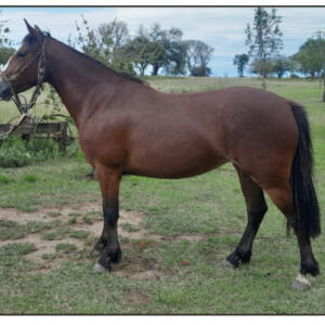 Lote 18 - Sirigote Vuelta y Media