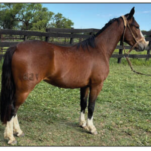 Lote 19 - Fortín Frontera Picardía