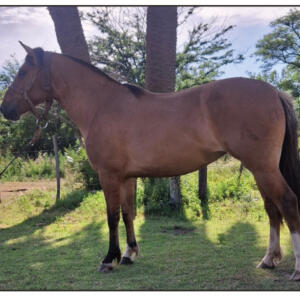 Lote 20 - Yanquetruz Bolichera